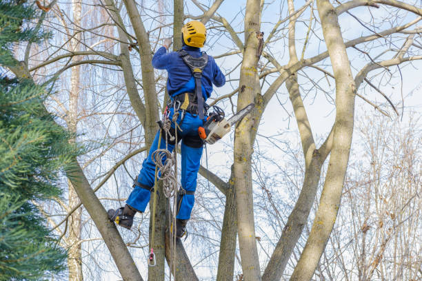 Best Storm Damage Tree Cleanup  in Mount Vernon, IN