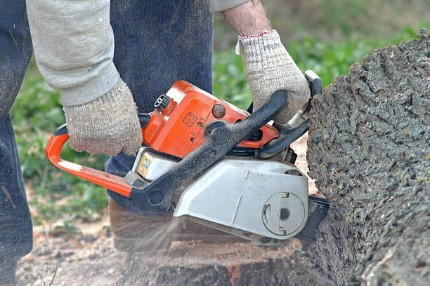 Best Commercial Tree Removal  in Mount Vernon, IN