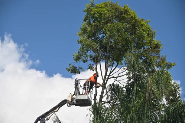 How Our Tree Care Process Works  in  Mount Vernon, IN