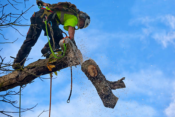 Professional Tree Removal Services in Mount Vernon, IN